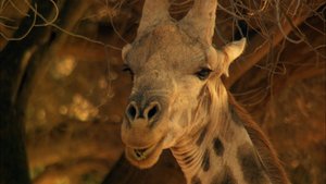 África Extraordinária