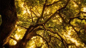 Cosmos: Uma odisseia no espaço-tempo 1×2