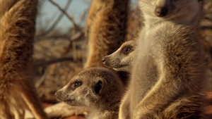 África Extraordinária