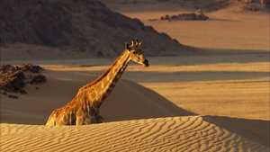 África Extraordinária