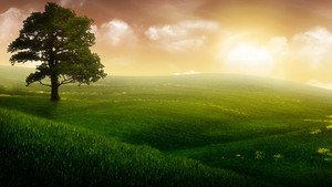 Peixe Grande e Suas Histórias Maravilhosas