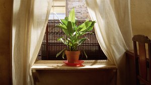 Léon – O Profissional