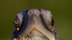 África Extraordinária