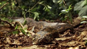 África Extraordinária