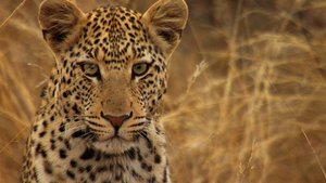 África Extraordinária