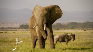 O Extermínio do Marfim