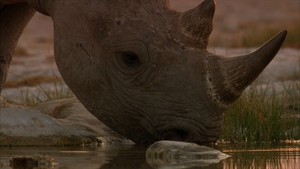 África Extraordinária