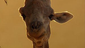 África Extraordinária