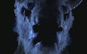 O Grande Búfalo Branco