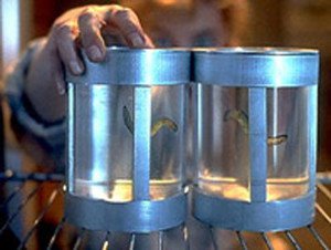 Ficheiros Secretos   1×8