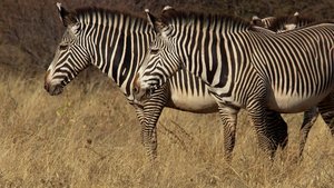 África Extraordinária