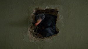 Animais Fantásticos e Onde Habitam