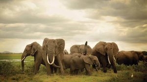 O Extermínio do Marfim