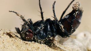 África Extraordinária