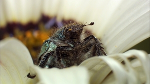 África Extraordinária