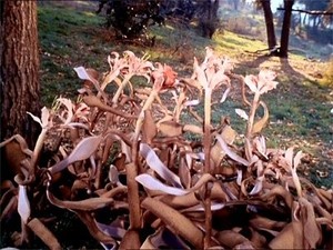 Jornada nas Estrelas: A Série Original 1×24