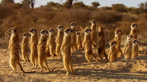 África Extraordinária