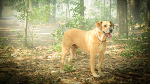 Under The Dome 3×13