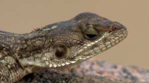 África Extraordinária