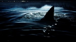 O Lago dos Tubarões