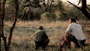 O Extermínio do Marfim