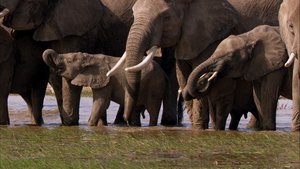 África Extraordinária