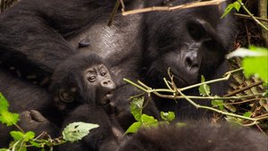 África Extraordinária