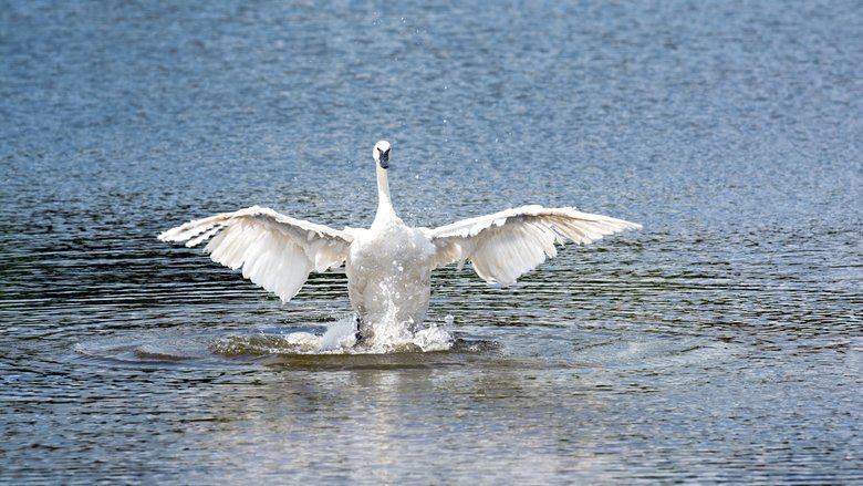 Fazenda Dos Cisnes